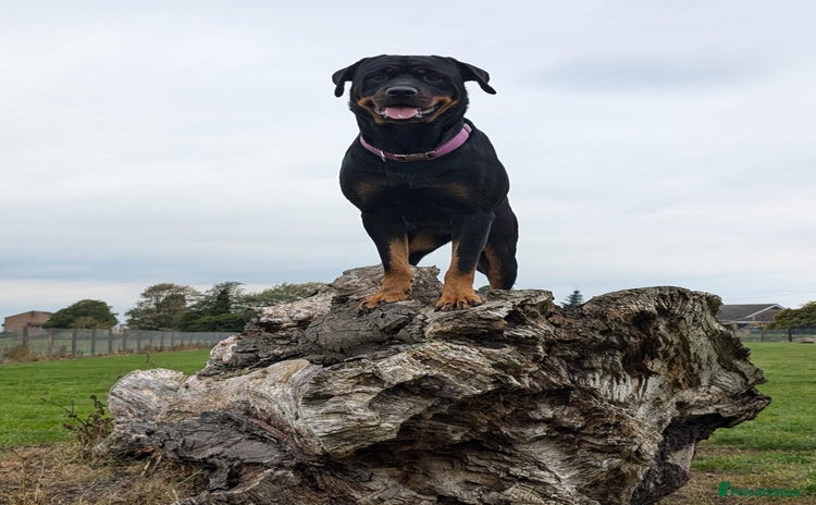 Rottweiler dogs - Advert 3