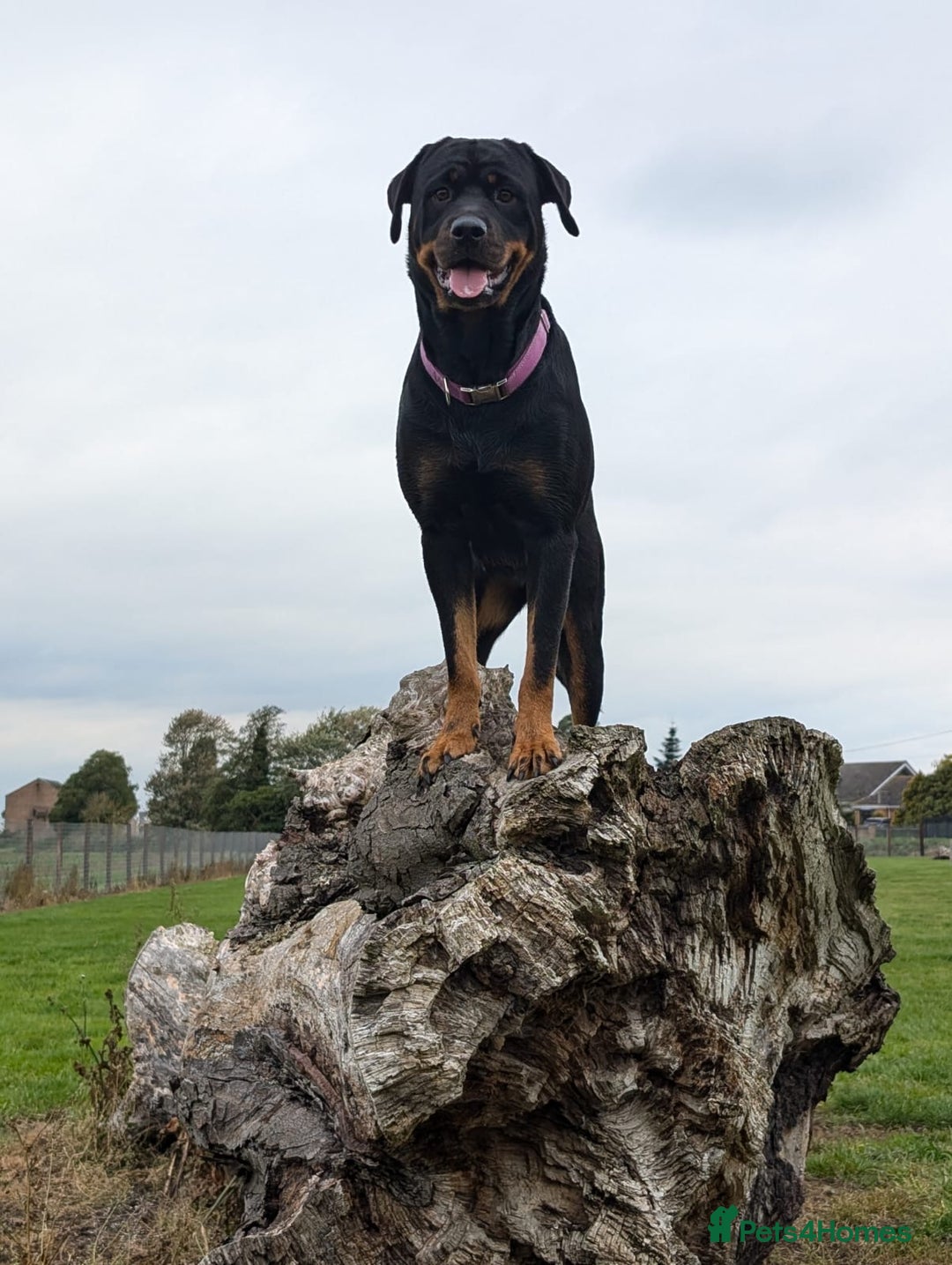 Rottweiler dogs for sale: 3 year old female Rottweiler  - Image 1
