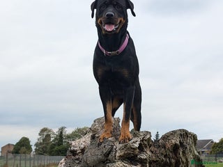 Rottweiler dogs - Advert 13