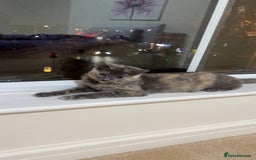 Mixed Breed cats for sale: Kitten for sale - Image 3
