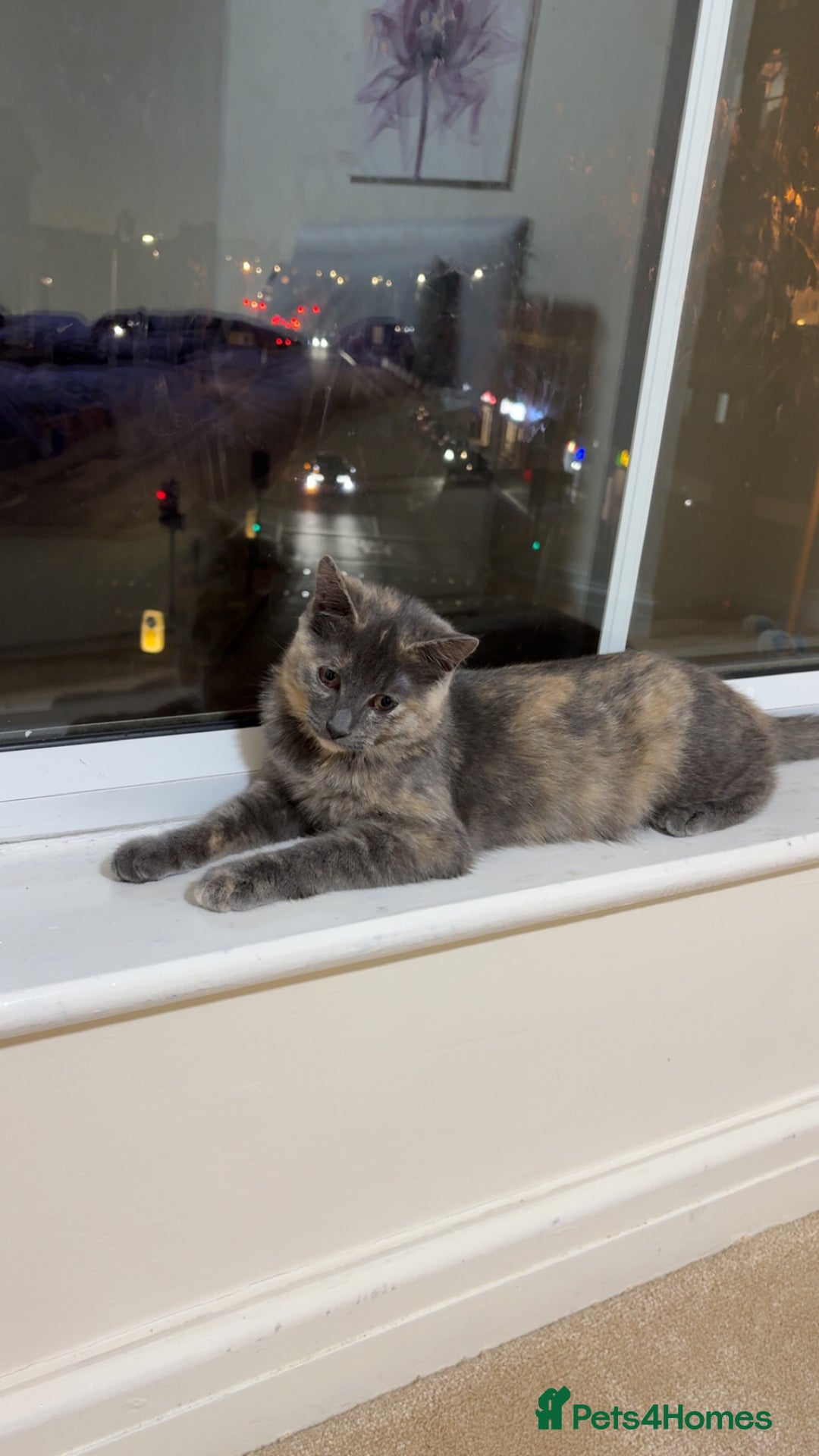 Mixed Breed cats for sale: Kitten for sale - Image 3