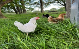 Chickens poultry for sale: Lovely Point of Lay Hybrid Hens - Image 10