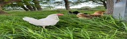 Chickens poultry for sale: Lovely Point of Lay Hybrid Hens - Advert 10