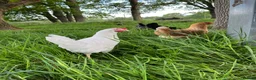 Chickens poultry for sale: Lovely Point of Lay Hybrid Hens - Advert 10