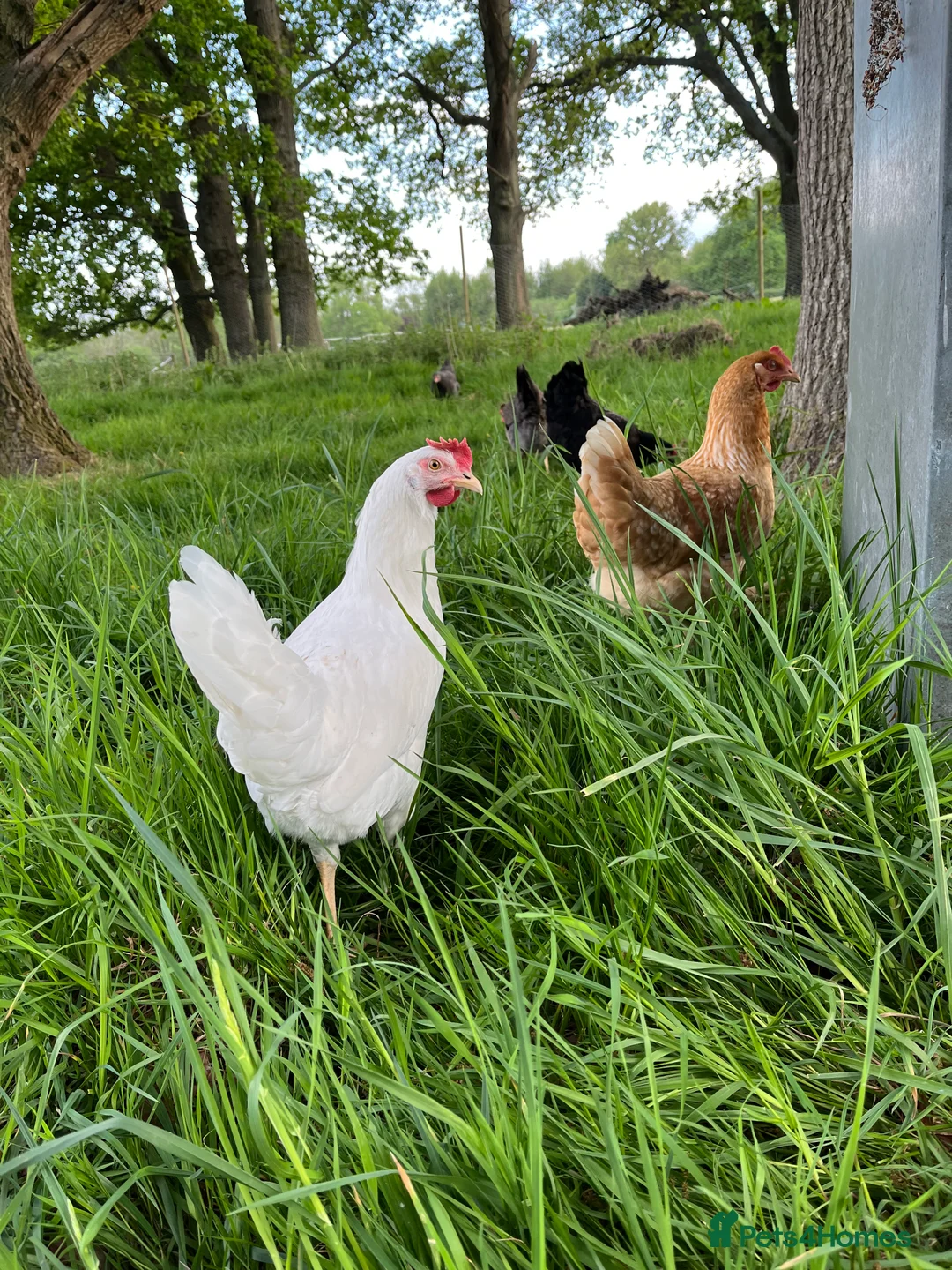 Chickens poultry for sale: Lovely Point of Lay Hybrid Hens - Advert 10