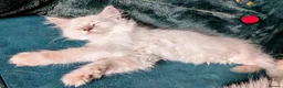 Ragdoll cats for sale: Ready for New Homes. Tortie and tabby ragdolls - Advert 5