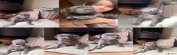 Staffordshire Bull Terrier dogs for sale: KC Blue staffy pups - Advert 3
