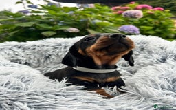 Miniature Dachshund dogs for sale: Kc reg PRA clear miniature dachshund puppies  - Image 12