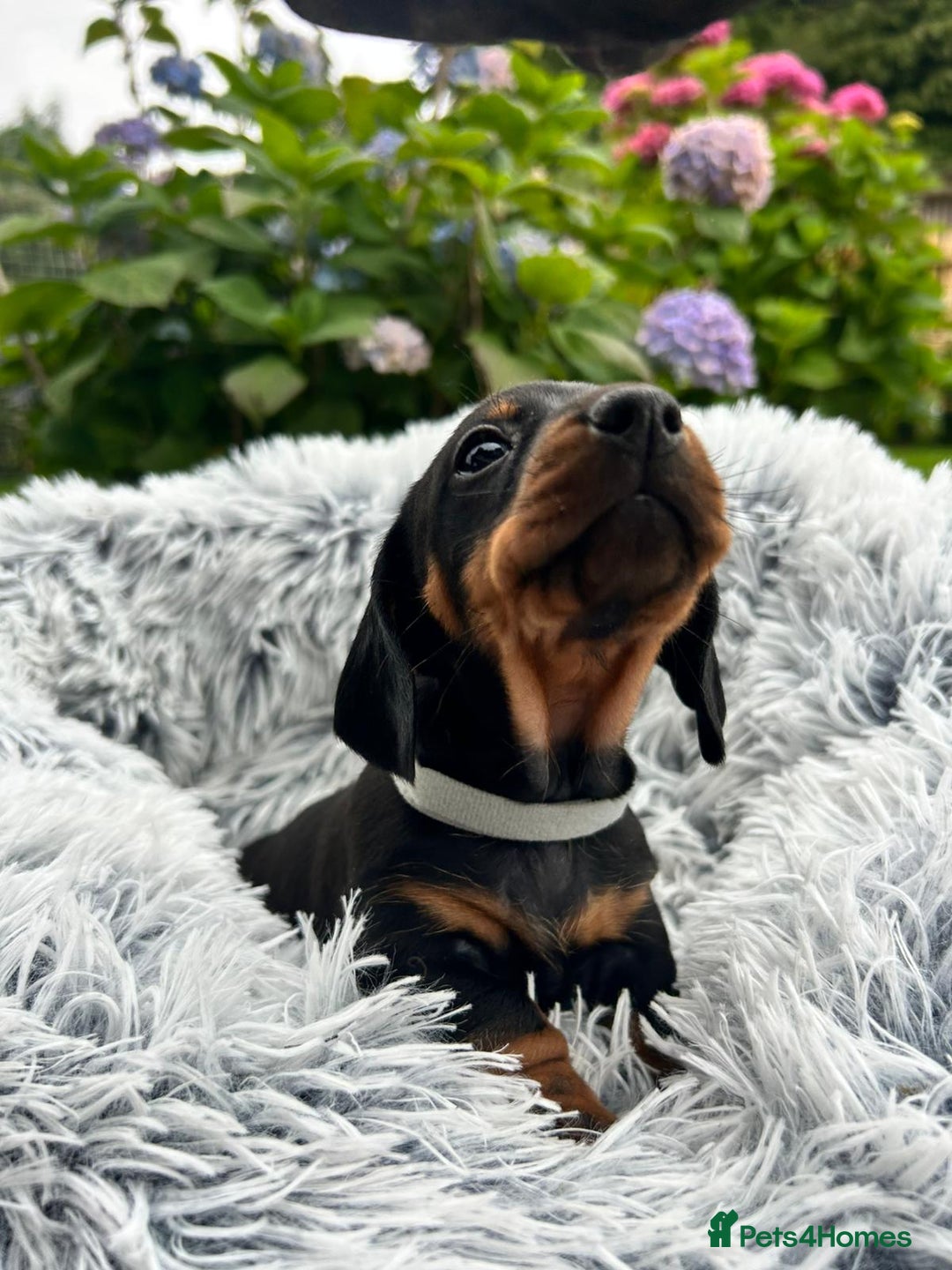Miniature Dachshund dogs for sale: Kc reg PRA clear miniature dachshund puppies  - Image 12