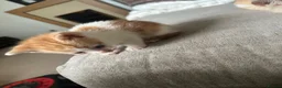 Mixed Breed cats for sale: Gorgeous Gingers  in Ashford - Advert 8