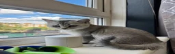 Scottish Fold cats for sale: Scottish Straight ears Kittens available  - Advert 37