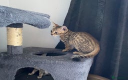 Chausie cats for sale: Savannah x Chausies - Image 17