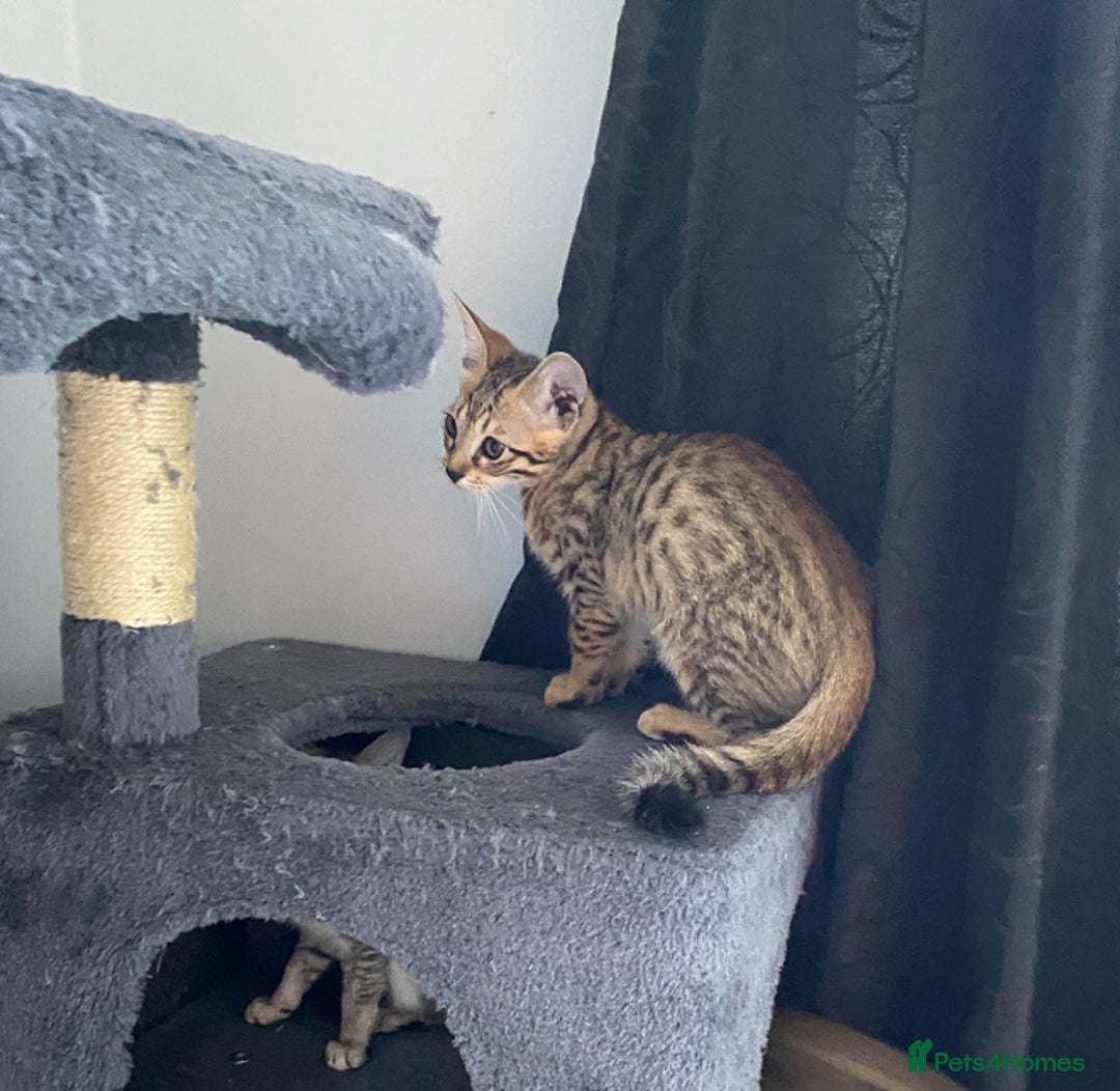 Chausie cats for sale: Savannah x Chausies - Image 17
