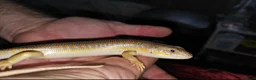 Lizard reptiles for sale: 2 Schneider/berber skinks - Advert 6