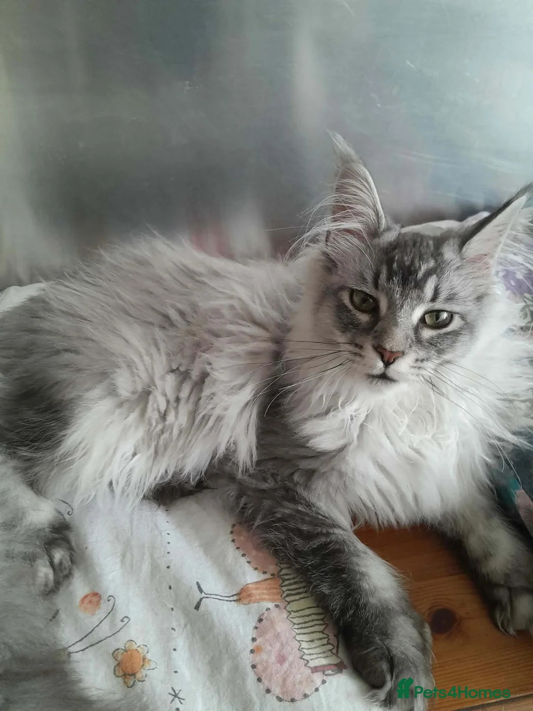 Maine Coon cats for sale: black silver/smoke TICA 3G boy&girl maine coon - Advert 2