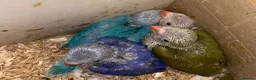 Ringnecks birds for sale: Beautiful Hand-Reared Baby Indian Ringnecks  - Advert 7