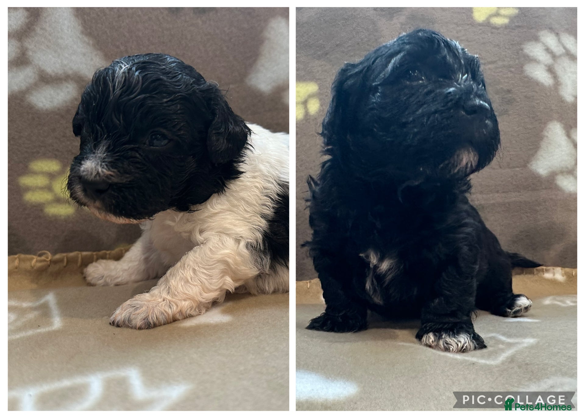 Poochon dogs Poochon Puppies- Health Tested Parents-Home Raised - Advert 3