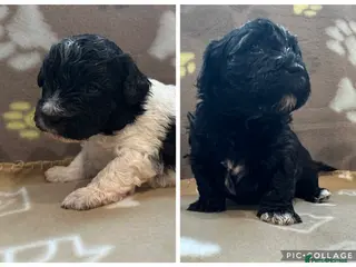 Poochon dogs Poochon Puppies- Health Tested Parents-Home Raised - Advert 11