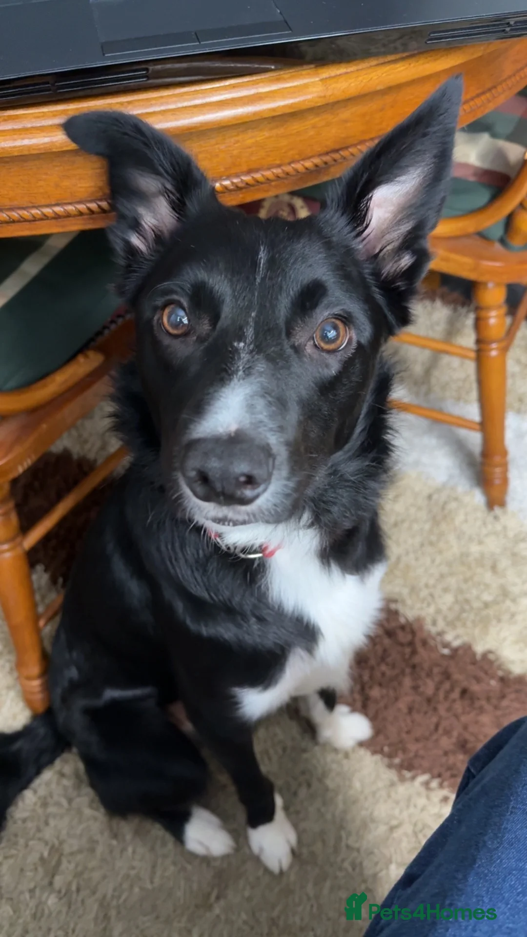 Mixed Breed dogs for sale: 4 mixed breed puppies for sale in Stoke-on-Trent - Advert 2