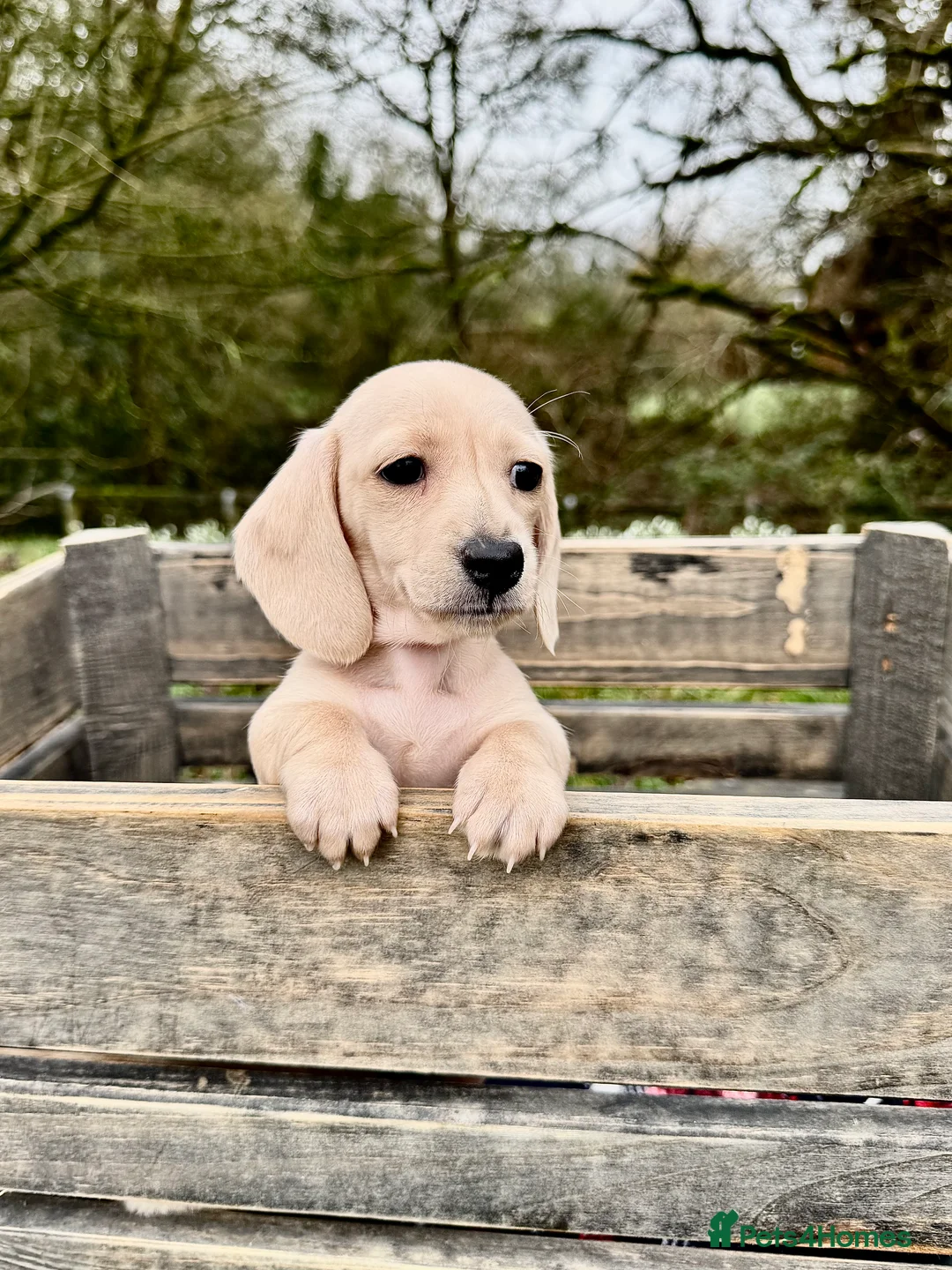 Miniature Dachshund dogs for sale: Cream miniature dachshunds-Petal’s Perfect Puppies - Advert 5