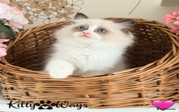 Ragdoll cats for sale: 🐾🩷*TICA REG* LYNX TABBY EU RAGDOLL KITTENS🩵🐾 - Image 17