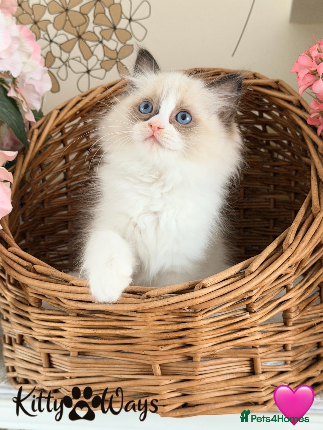 Ragdoll cats for sale: 🐾🩷*TICA REG* LYNX TABBY EU RAGDOLL KITTENS🩵🐾 - Image 17