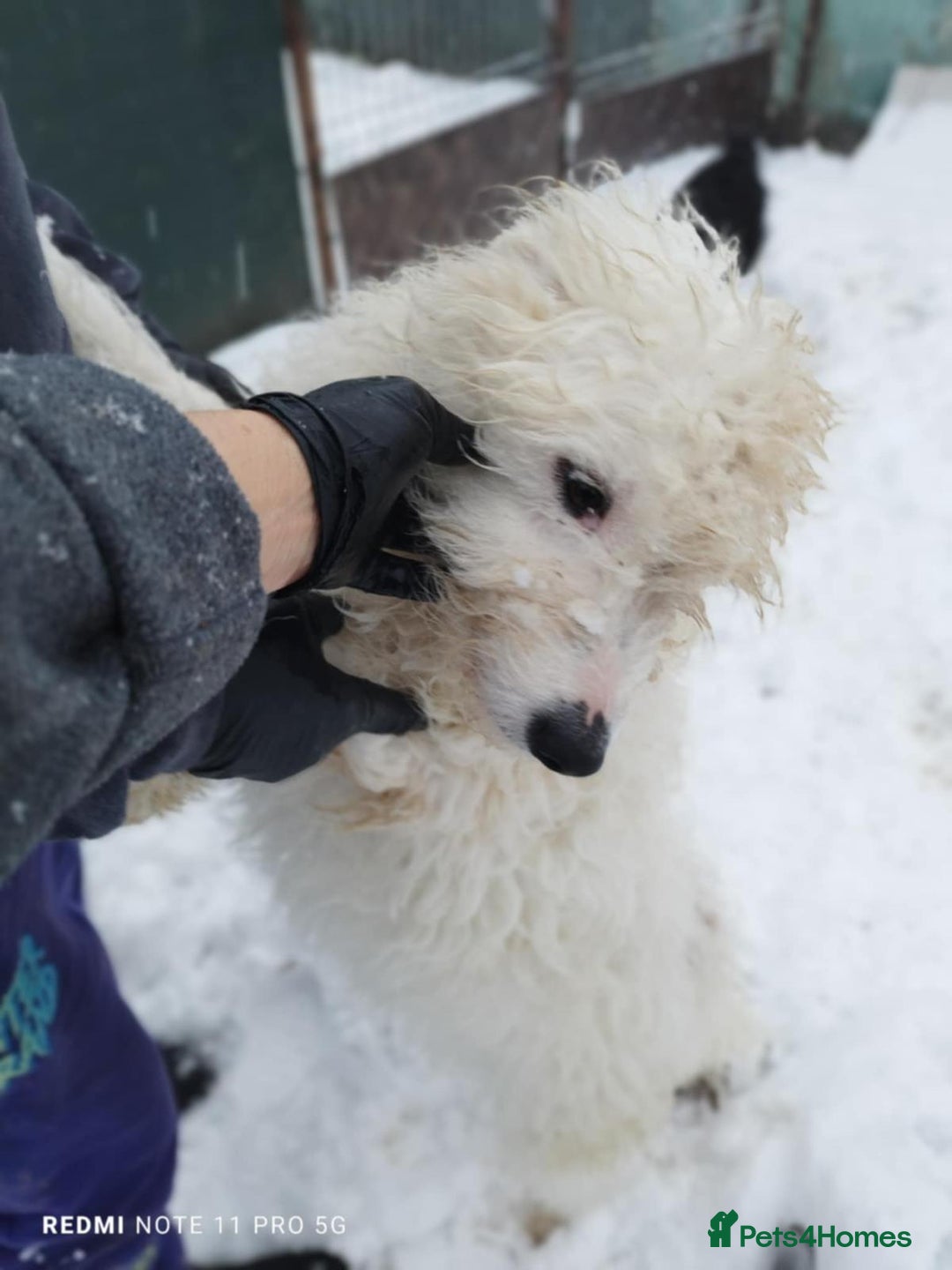 Mixed Breed dogs for adoption: 🤍 Luca 🤍 - a Lovely young Boy for a Loving Home - Advert 4