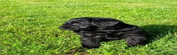 Schnoodle dogs for sale: Schnoodles  - Advert 7