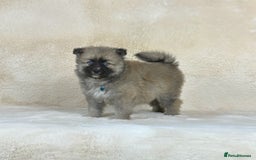 Pomsky dogs for sale: Stunning blue eyes F3 Pomsky puppies for sale  - Image 16