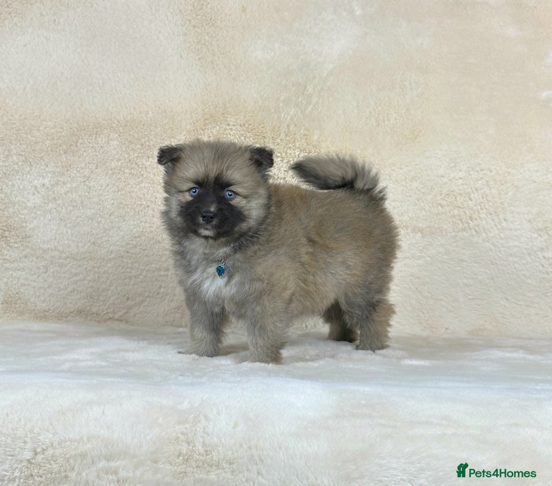 Pomsky dogs for sale: Stunning blue eyes F3 Pomsky puppies for sale  - Image 16