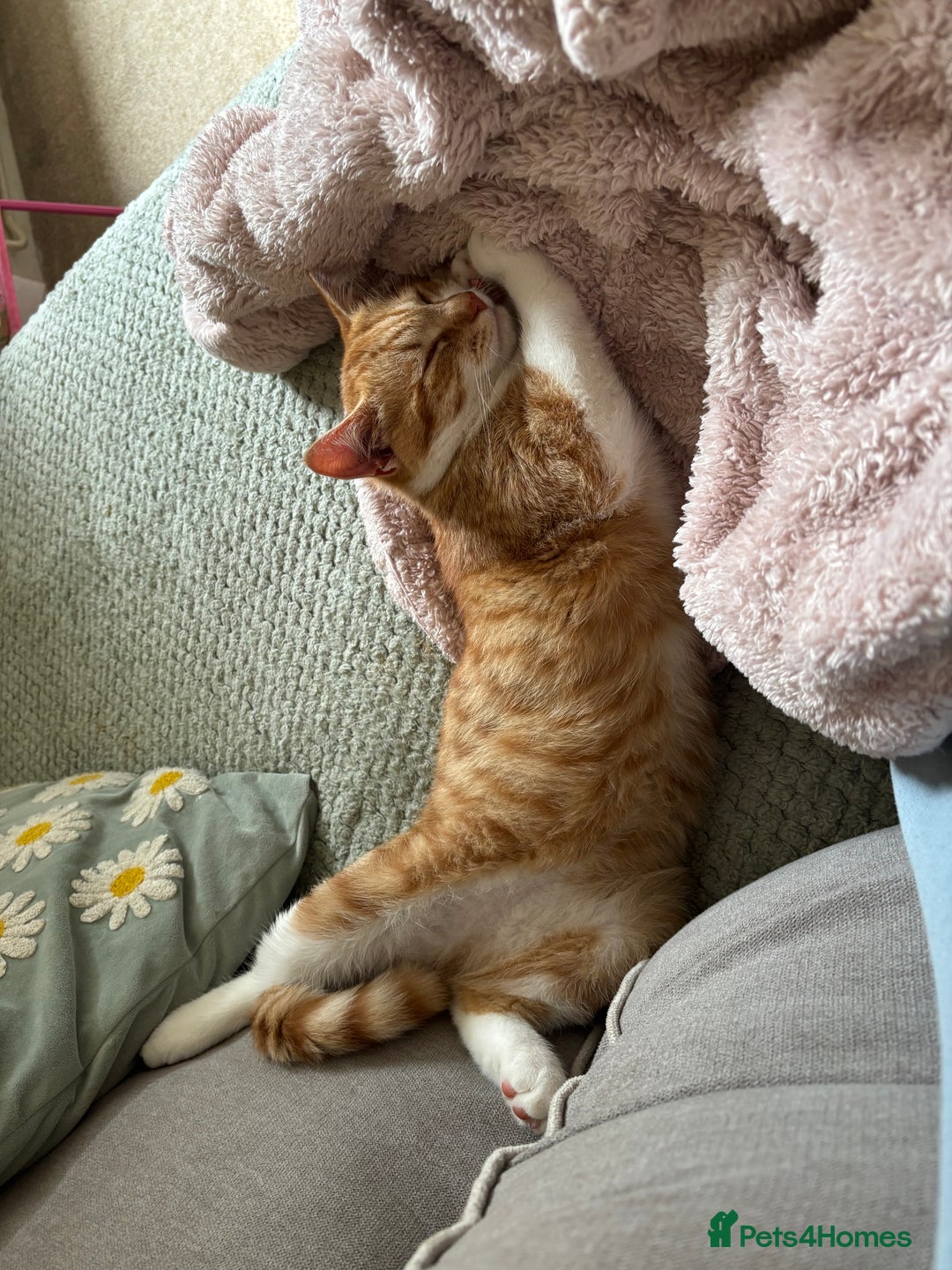 Mixed Breed cats for sale: Beautiful orange kitten  - Advert 5