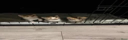 American Shorthair cats for sale: 4 kittens - Advert 6