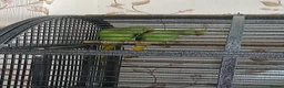 Parakeets birds for sale: 2 Parakeets in Cradley Heath - Advert 1