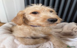 Labradoodle dogs for sale: ⭐️⭐️ Stunning Labradoodles Outstanding Parents⭐️⭐️ - Image 6