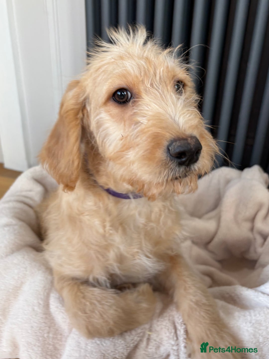 Labradoodle dogs for sale: ⭐️⭐️ Stunning Labradoodles Outstanding Parents⭐️⭐️ - Image 6
