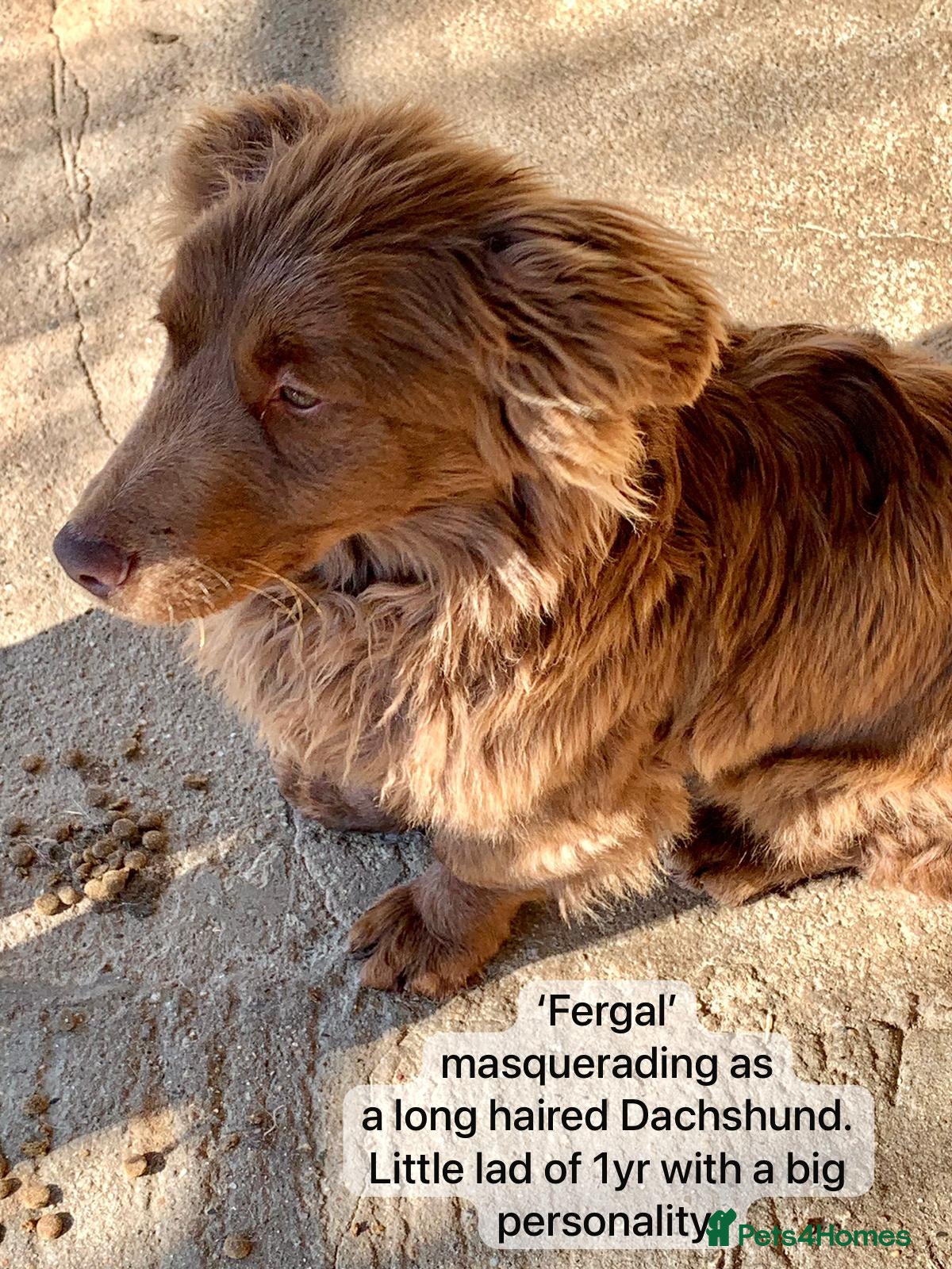 Mixed Breed dogs Fergal, 1 yr approx. Available for adoption. - Advert 5