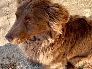 Mixed Breed dogs Fergal, 1 yr approx. Available for adoption. - Advert 5