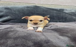 Chihuahua dogs for sale: Chihuahua pedigree pups. Not KC. - Image 31