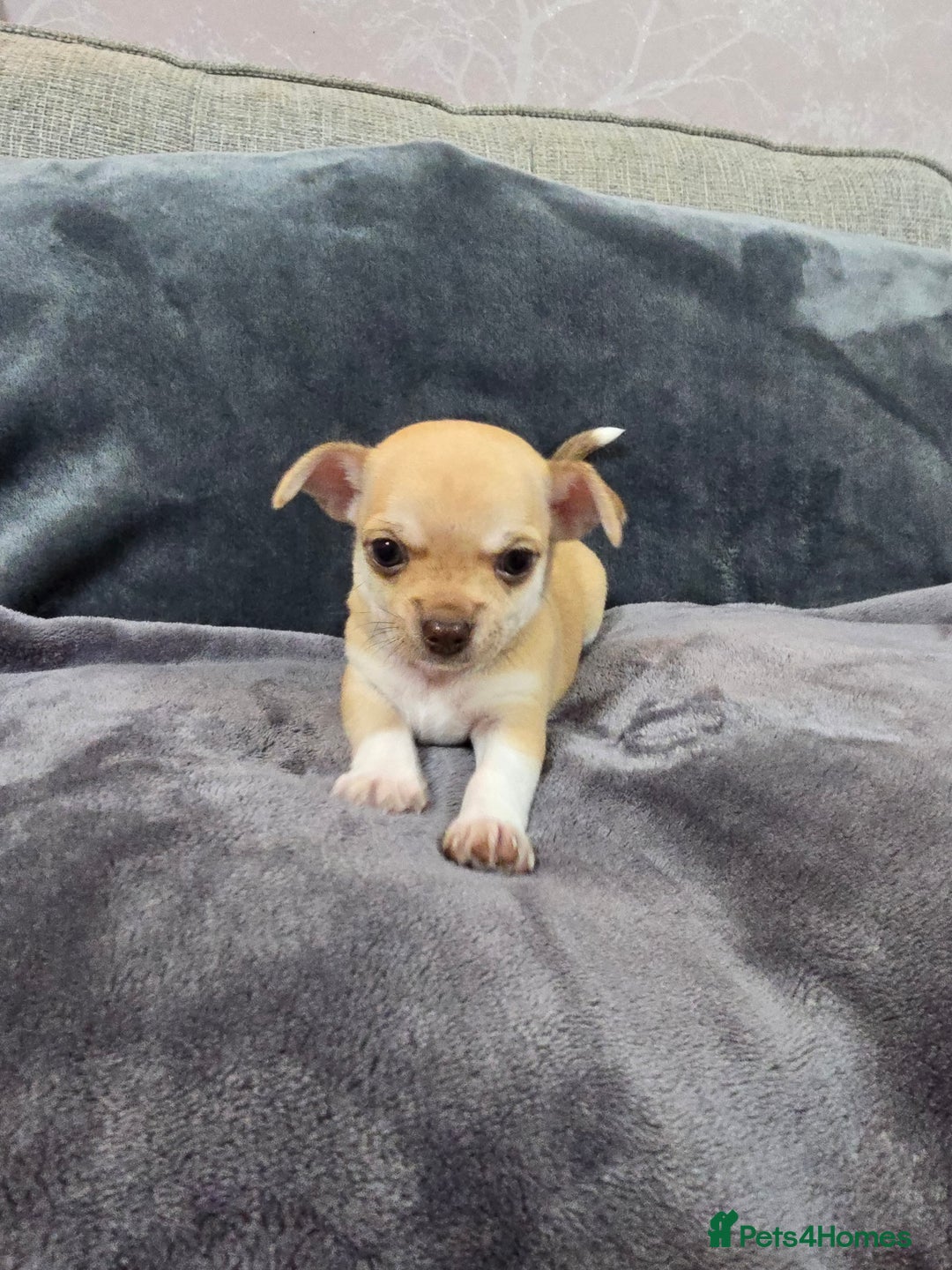 Chihuahua dogs for sale: Chihuahua pedigree pups. Not KC. - Image 31