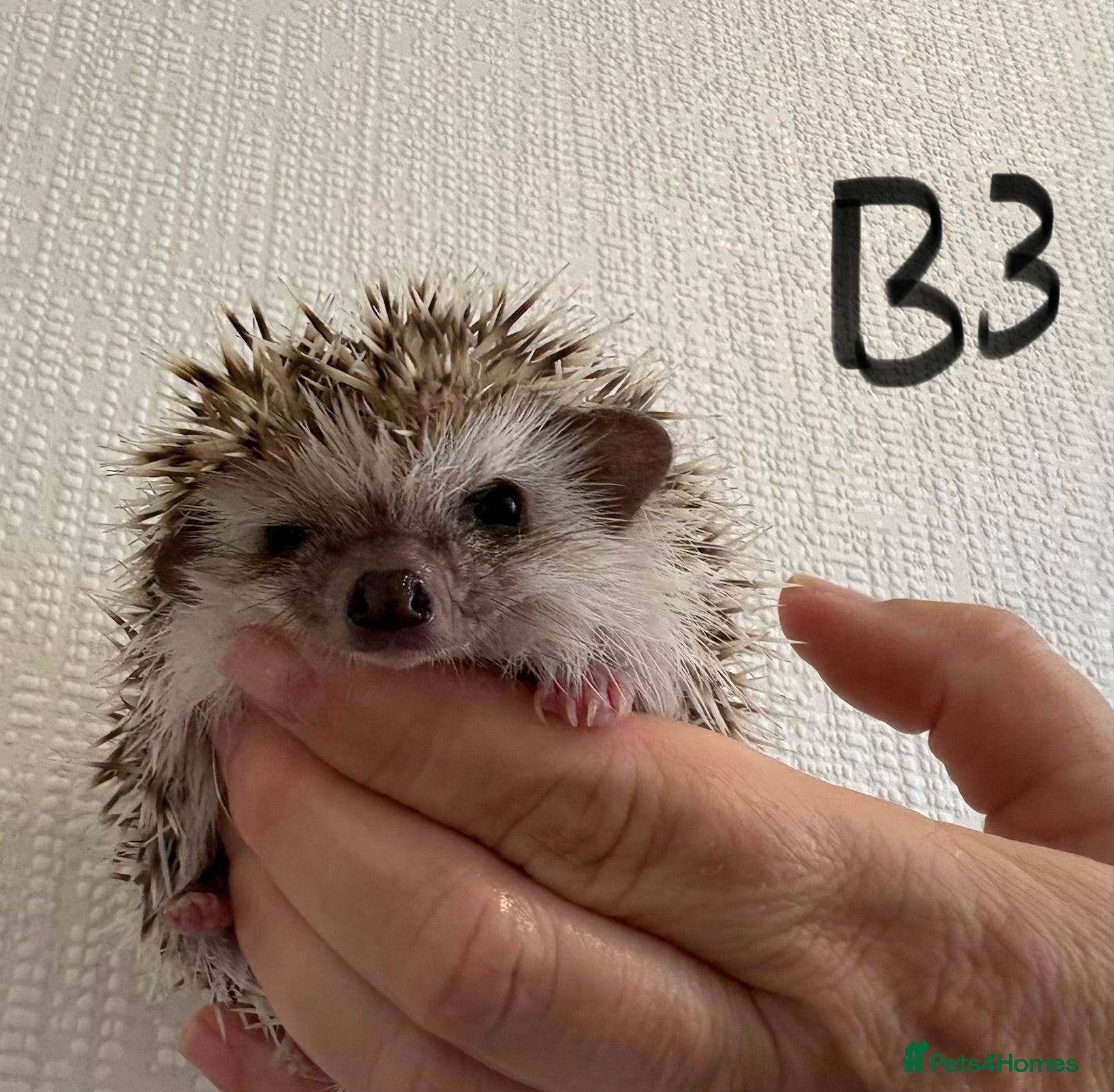 Pygmy Hedgehog rodents Baby Pygmy hedgehogs for sale ready to leave  - Advert 17