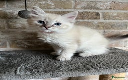 Ragdoll cats for sale: One female Ragdoll left  in Cambridge - Image 4