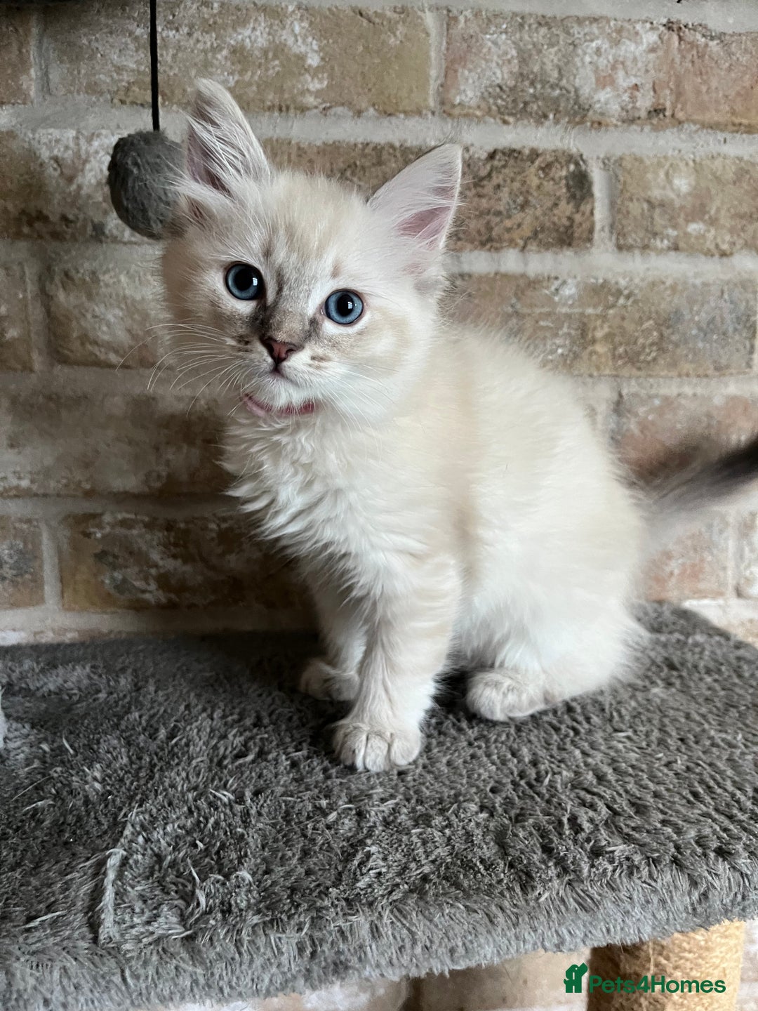 Ragdoll cats for sale: One female Ragdoll left  in Cambridge - Image 4