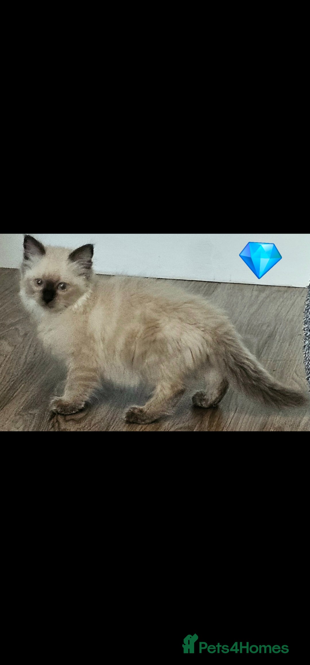 Ragdoll cats for sale: Blue Point Ragdoll Kittens for sale   - Image 13