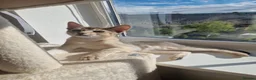 Abyssinian cats for sale: GCCF-registered usual silver Abyssinian kitten - Advert 6