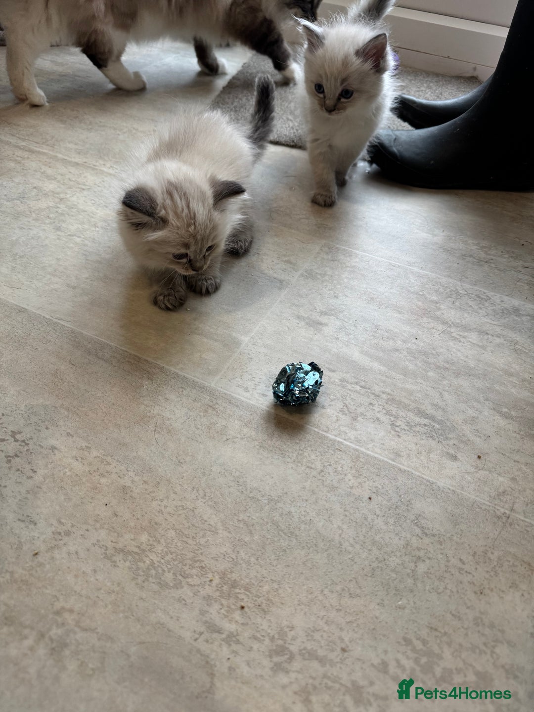 Ragdoll cats for sale: Ragdoll kittens - Advert 4