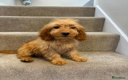 Cockapoo dogs for sale: Cockapoo puppies ready now  - Image 10