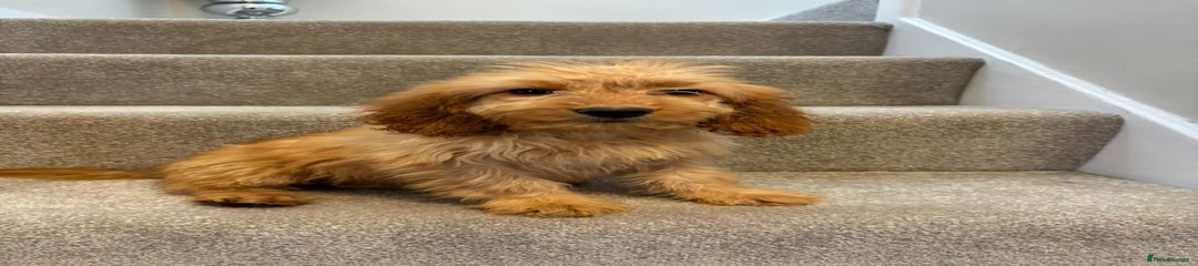 Cockapoo Puppy 6