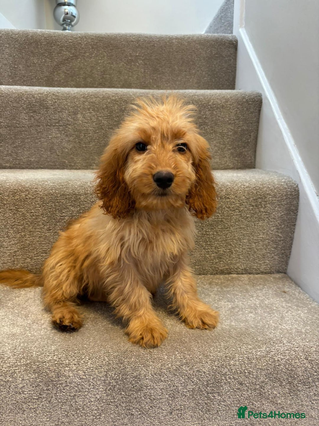 Cockapoo dogs for sale: Cockapoo puppies ready now  - Image 10