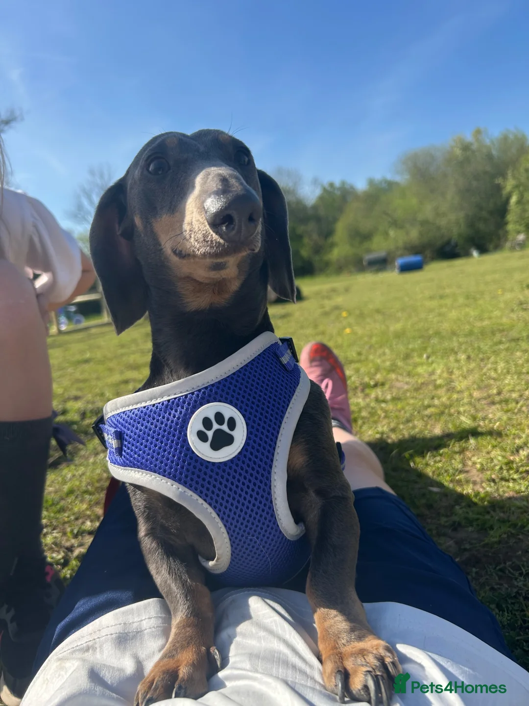 Miniature Dachshund dogs for stud: Blue Boy Proven Stud  in Langport - Advert 1