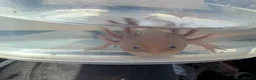 Axolotl reptiles for sale: Copper axanthic Melanoid baby Axolotl - Advert 1